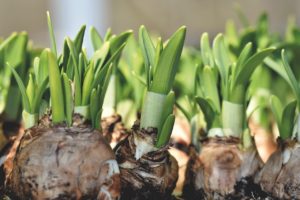 Narcissus Narcissus Bulb  - Capri23auto / Pixabay