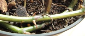 nephthytis stem pinned to soil