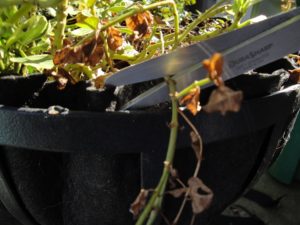 wire basket, trimming old growth