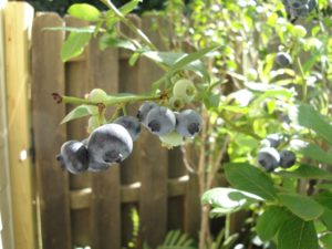 blueberry in a pot