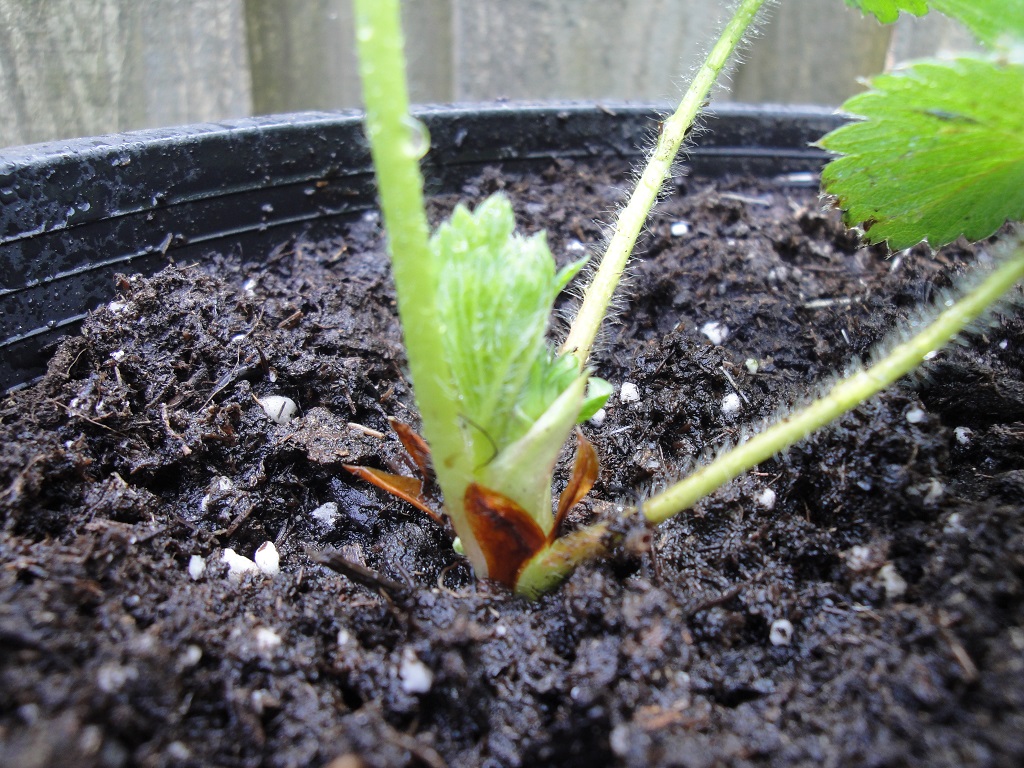 strawberry ozark beauty in pot, early spring