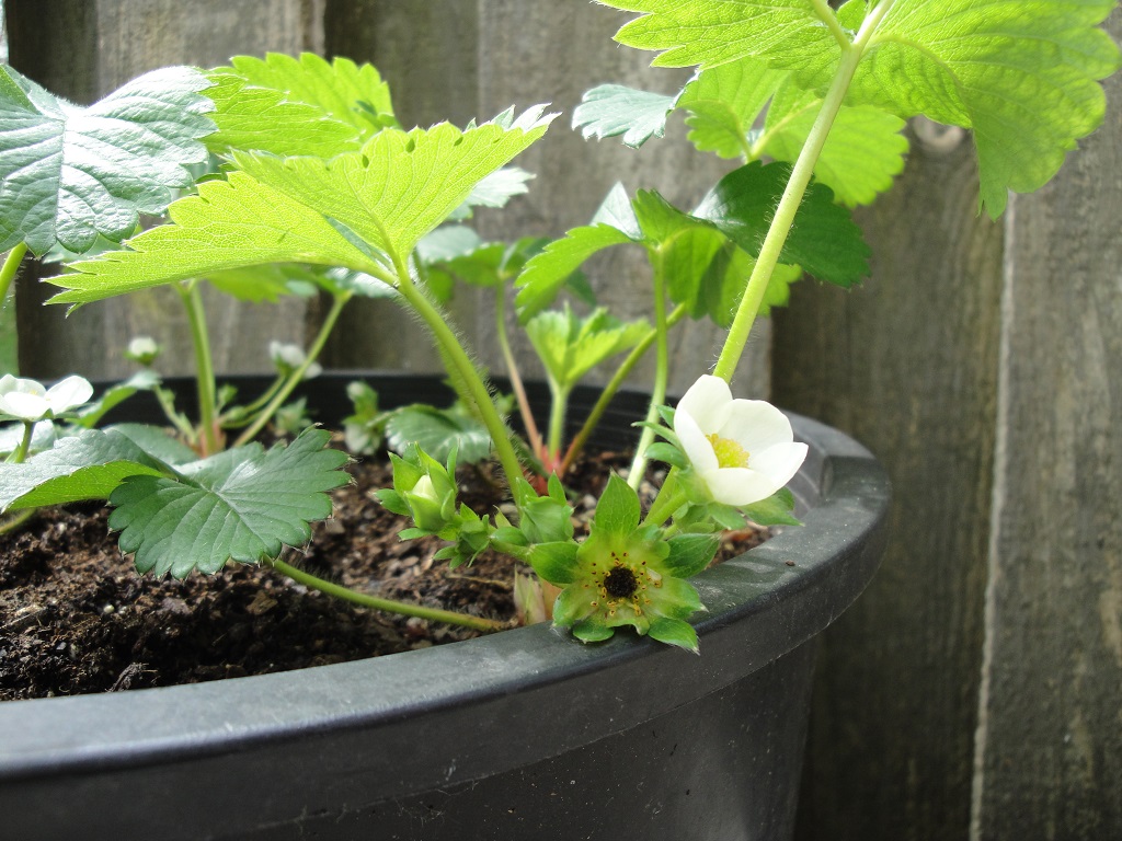 strawberry 'Ozark Beauty', blooming in early spring