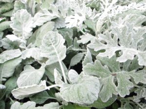 dusty miller, plant after hardening off