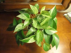 pothos 'Marble Queen'