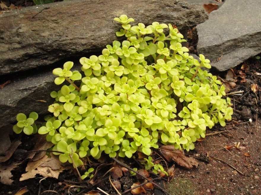 Sedum makinoi 'Ogon'