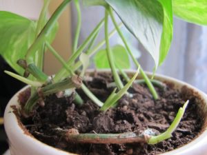 pothos, cut back and sprouting
