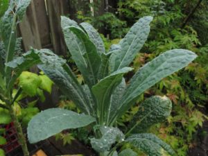 lacinato kale