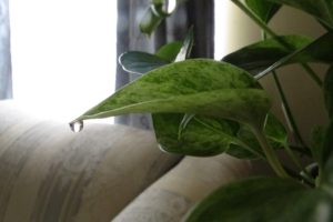 guttation from pothos leaf