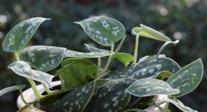 Philodendron Silva Container Plant - leoleobobeo / Pixabay