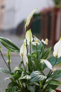 Spathiphyllum Flowers Cleaning Air - Nika_Akin / Pixabay