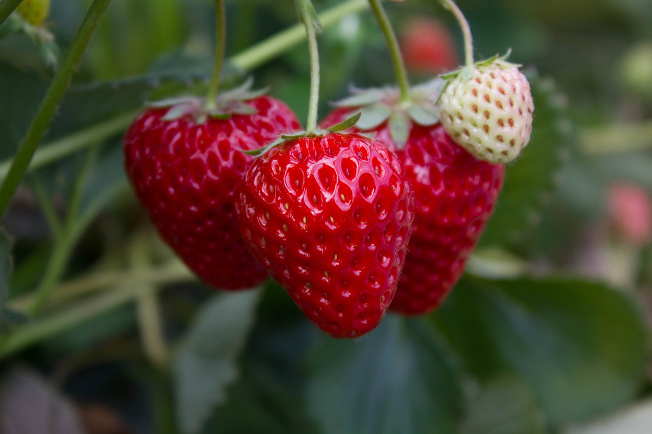 https://www.wellspringkim.com/wp-content/uploads/2021/03/strawberries-fruits-plant-food-5977280.jpg