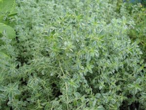 variegated thyme