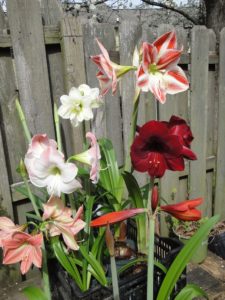 amaryllis flowers