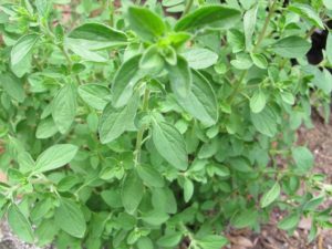 Italian oregano