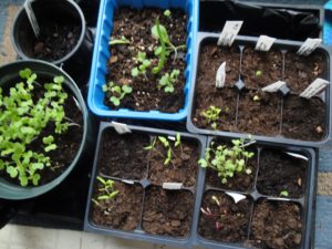 herbs, propagating from seed, cell packs