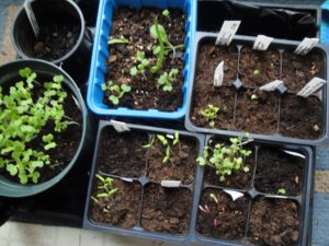 herbs, propagating from seed, cell packs