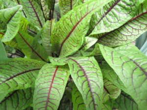 red vein sorrel, Rumex sanguineus