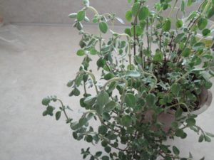 wilting marjoram