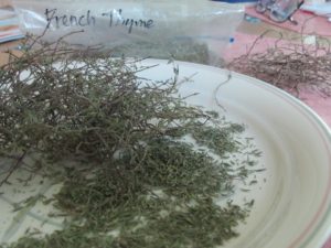 dried thyme from herb gardens