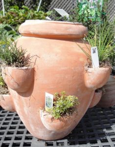 herbs in a clay strawberry jar