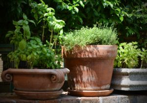 Basil Thyme Terracotta Pot Herbs - Pixaline / Pixabay