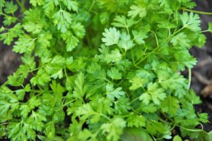 Chervil Herb Kitchen Cooking  - ivabalk / Pixabay