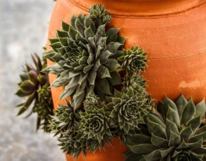 Hen And Chicks in a strawberry jar 