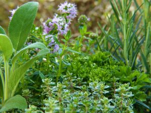 Herbs Green Plant Garden Gardeners - silviarita / Pixabay