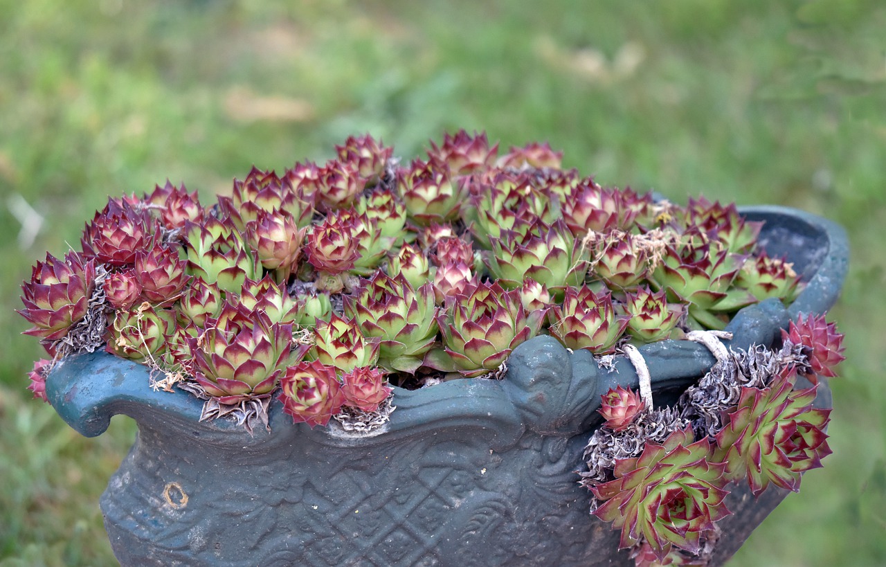 Succulent Plants, Sempervivum, nice in strawberry jar