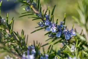 Rosemary Spice Blossom Bloom Herbs  - webentwicklerin / Pixabay