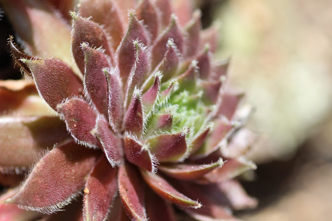 Sempervivum in strawberry jar