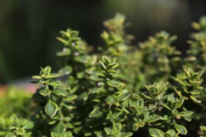 Thyme Herbs Herb Garden Garden  - biancaberg / Pixabay