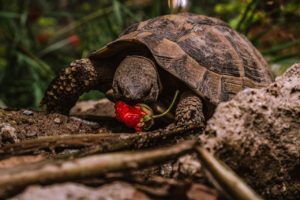 Turtle Shell Strawberry Reptile - DA_Mayerbepp / Pixabay