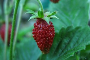 Wild Strawberry Red Fruit Sweet - Radfotosonn / Pixabay