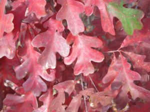 trees, red leaves in fall, native white oak