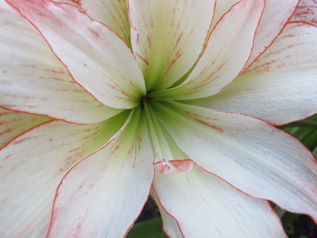 amaryllis double flower