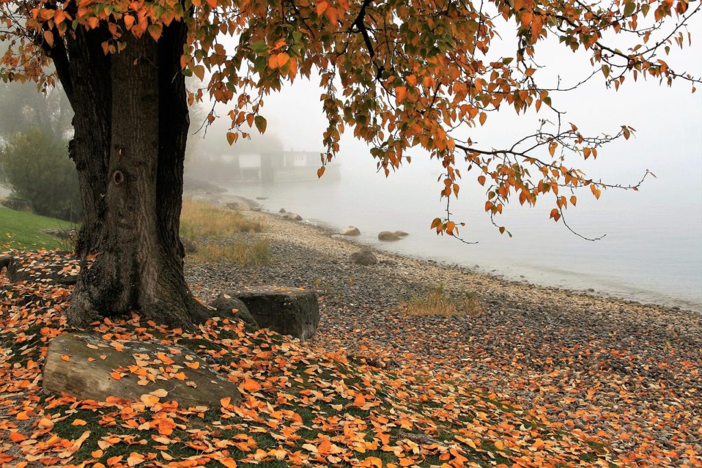 Autumn Lake Tree Nature Leaf - pasja1000 / Pixabay