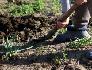 grow potatoes