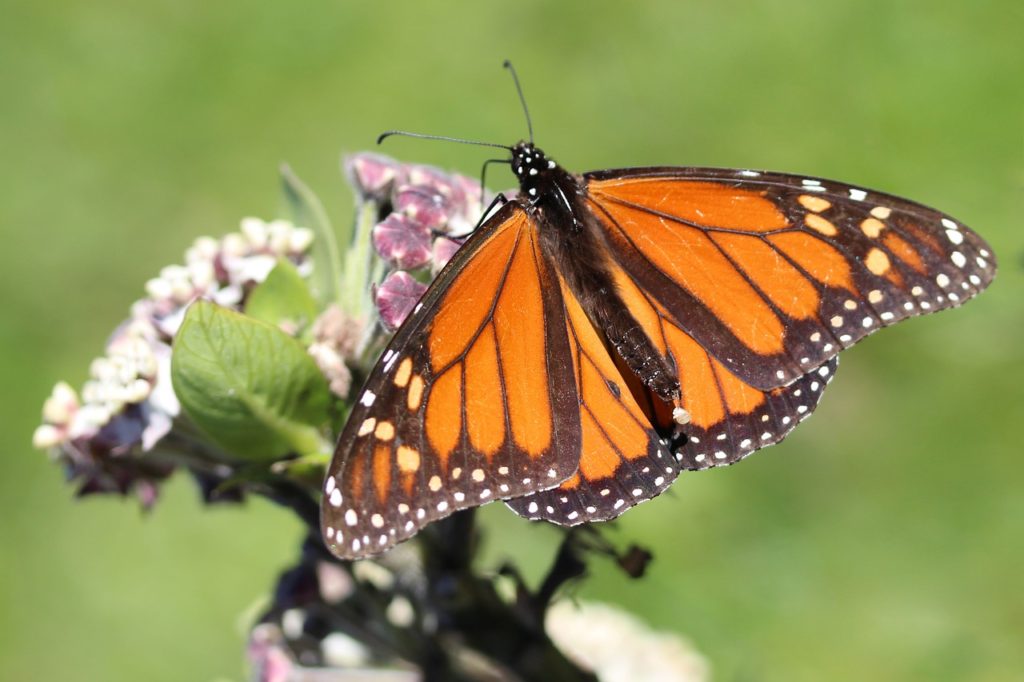 Monarch Butterfly Laying An Egg - Chesna / Pixabay