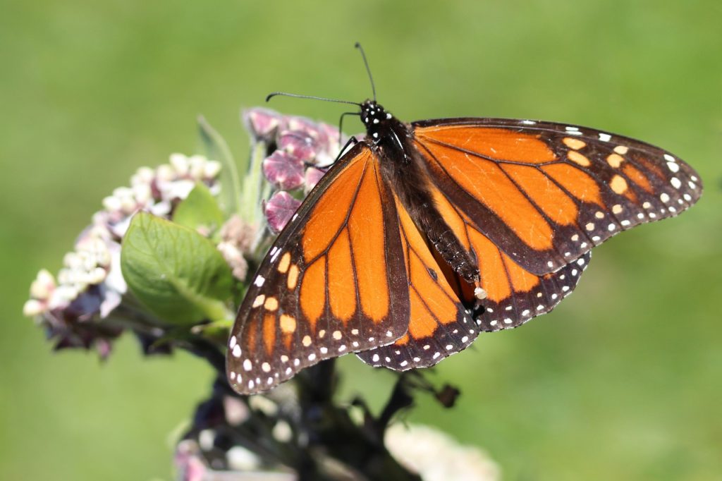 Meet Stretch - The Munching Machine Caterpillar! - Monarch Butterfly USA