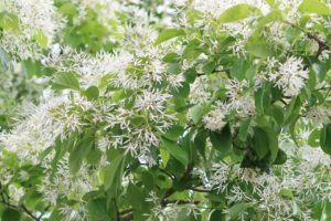 fringe tree with white flowers