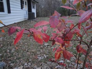 new gardens, blueberry on the side of the house