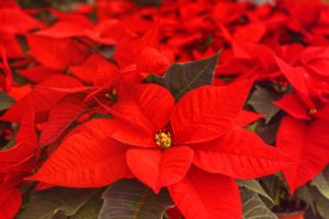 red poinsettia