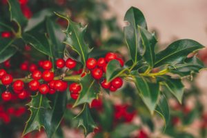 Holly Red Christmas Winter Berry - 165106 / Pixabay