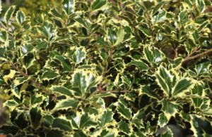 Variegated English holly for evergreen swag