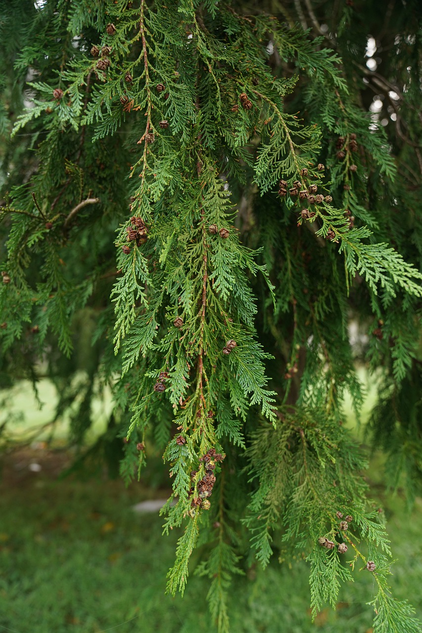 Tree Pine Spruce Needles Green  - medialna / Pixabay