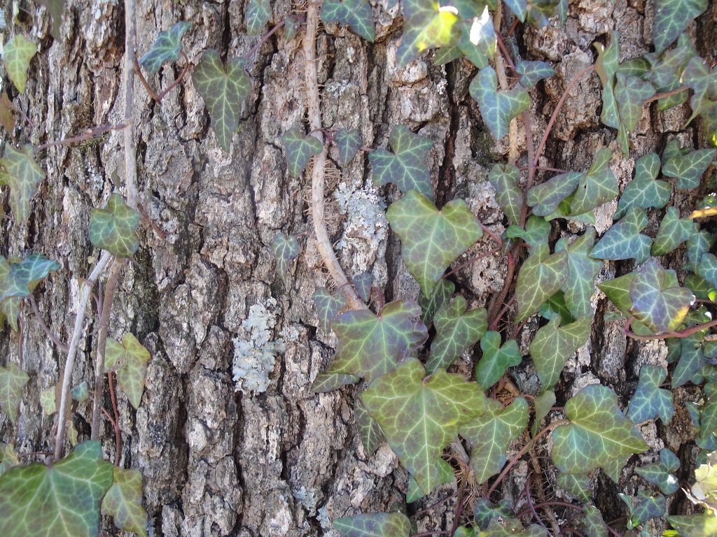 english ivy growing up a white oak