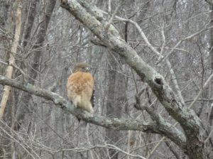 red-shouldered hawk dec 2021