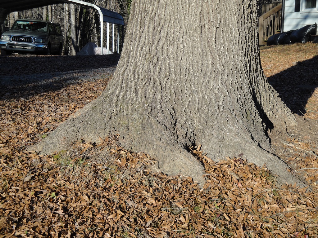 tree flare on oak