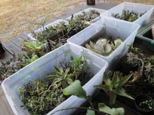 succulents in bins